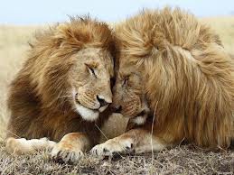 La tendresse